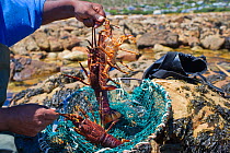 West Coast Rock Lobster (Jasus lalandii) recreational fisherman's catch in net. Kommetjie, South Africa.