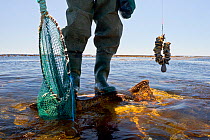 West coast rock lobster (Jasus lalandii) recreational fisherman with net and limpet bait.  Kommetjie, South Africa.