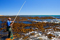 West coast rock lobster (Jasus lalandii) fisherman using bamboo poles with limpet bait to catch lobsters. Kommetjie, South Africa.