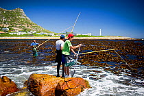 West coast rock lobster (Jasus lalandii) fishermen using bamboo poles with limpet bait to catch lobsters. Kommetjie, South Africa.