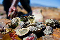 Man with limpets, removed for bait to catch West coast rock lobster (Jasus lalandii). Kommetjie, South Africa.