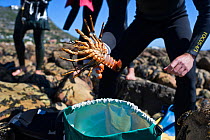 West Coast Rock Lobster (Jasus lalandii) being removed from bag by recreational free diver. Kommetjie, South Africa.