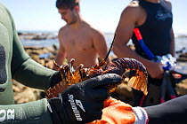 West Coast Rock Lobsters (Jasus lalandii) being passed between free divers on the shore. Kommetjie, South Africa.
