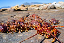 West Coast Rock Lobster (Jasus lalandii) catch on shore, Kommetjie, South Africa.
