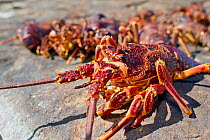 West Coast Rock Lobster (Jasus lalandii) catch on shore, Kommetjie, South Africa.