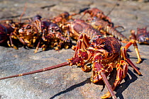 West Coast Rock Lobster (Jasus lalandii) catch on shore. Kommetjie, South Africa.