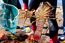 West Coast Rock Lobster (Jasus lalandii) catch being held up by freediver, Kommetjie, South Africa.