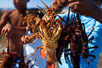 Children show off West Coast Rock Lobster (Jasus lalandii) catch Kommetjie, South Africa. January 2013