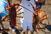 Children show off West Coast Rock Lobster (Jasus lalandii) catch Kommetjie, South Africa. January 2013