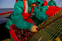 Crew aboard the West coast rock lobster (Jasus lalandii) fishing vessel James Archer (Oceana fisheries) baiting traps, in Saldanha Bay and St. Helena Bay, Western Cape, South Africa.