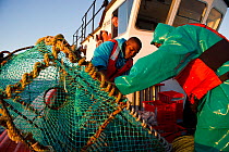 Crew of the James Archer (Oceana fisheries) fishing for West coast rock lobster (Jasus lalandii) and baiting traps, in Saldanha Bay and St. Helena Bay, Western Cape, South Africa.