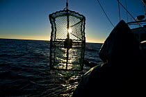 West coast rock lobster (Jasus lalandii) fishing boat 'James Archer' (Oceana commercial fisheries) crew pulls up a lobster trap. Saldanha Bay, St. Helena Bay, South Africa.