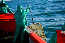 Fishing for West coast rock lobster (Jasus lalandii) in Saldanha Bay and St. Helena Bay, Western Cape, South Africa. The crew of the James Archer (Oceana fisheries) pull up a lobster trap.
