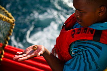 Fishing for West coast rock lobster (Jasus lalandii) aboard the James Archer (Oceana Fisheries). Fisherman inspects bycatch - a small crab, in Saldanha Bay and St. Helena Bay, Western Cape, South Afri...