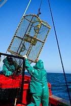 West coast rock lobster (Jasus lalandii) fishing boat pulls up a lobster trap. Aboard the James Archer (Oceana commercial fisheries) Saldanha Bay, St. Helena Bay, South Africa.