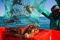 Fishing for West coast rock lobster (Jasus lalandii) aboard the James Archer, Oceana fisheries. Fisherman empties trap of lobsters, in Saldanha Bay and St. Helena Bay, Western Cape, South Africa.