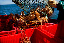 Fishing for West coast rock lobster (Jasus lalandii) aboard the James Archer, Oceana fisheries. Fisherman empties trap of lobsters, in Saldanha Bay and St. Helena Bay, Western Cape, South Africa.