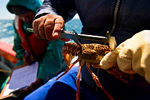 Fishing for West coast rock lobster (Jasus lalandii) aboard the James Archer (Oceana Fisheries). Scientist measures carapace of lobster, in Saldanha Bay and St. Helena Bay, Western Cape, South Africa.