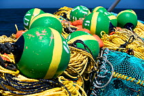West coast rock lobster (Jasus lalandii) fishing aboard the James Archer (Oceana Fisheries). Brightly coloured buoys used to mark trap locations. Saldanha Bay and St. Helena Bay, Western Cape, South A...