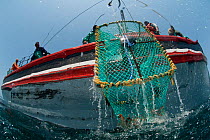 West coast rock lobster (Jasus lalandii) fishing aboard the  James Archer (Oceana fisheries). Crew pull up lobster trap. Saldanha Bay and St. Helena Bay, Western Cape, South Africa.