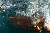 Fishing for West coast rock lobster (Jasus lalandii). Undersized lobster and female lobster with eggs thrown back into the ocean. Saldanha Bay and St. Helena Bay, Western Cape, South Africa.