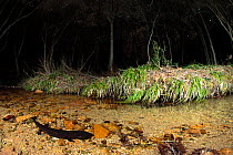 Japanese giant salamander (Andrias japonicus)  hunting at night, Hino-river, Tottori-ken, Japan, March