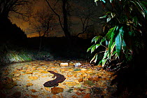Japanese giant salamander (Andrias japonicus)  hunting at night, Hino-river, Tottori-ken, Japan, March