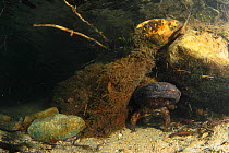 Japanese giant salamander (Andrias japonicus) den master protecting the entrance to nest, Hino-river Tottori-ken Japan, March