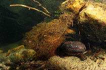 Japanese giant salamander (Andrias japonicus)den master protecting the entrance of its nest, Hino-river Tottori-ken Japan, March