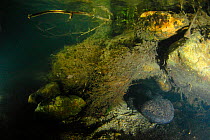 Japanese giant salamander (Andrias japonicus) den master protecting the entrance to its nest, Hino-river Tottori-ken Japan, March