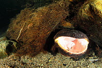 Japanese giant salamander (Andrias japonicus)den master protecting the entrance of the nest. Yawning possibly discharging excessive gas. Hino-river Tottori-ken Japan, March.