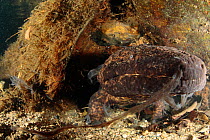 Japanese giant salamander (Andrias japonicus) moulting, Hino-river, Tottori-ken Japan, March