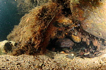 Japanese giant salamander (Andrias japonicus) with larvae ready to leave the nest, Hino-river Tottori-ken Japan, March