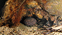 Japanese giant salamander (Andrias japonicus) with larvae ready to leave the nest, Hino-river Tottori-ken Japan, March