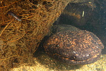 Japanese giant salamander (Andrias japonicus) with larvae which has just left the nest, Hino-river Tottori-ken Japan, March