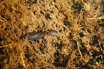 Japanese giant salamander (Andrias japonicus) larva, Hino-river Tottori-ken Japan, April