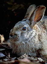 Manchurian Hare (Caprolagus brachyurus / Lepus mandshuricus) Lazovskiy zapovednik Nature Reserve, Primorskiy krai, Far Eastern Russia, April