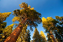 Giant Sequoia trees (Sequoiadendron giganteum) in Sequoia National Park, California, USA.