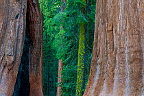 Giant Sequoia (Sequoiadendron giganteum) in Sequoia National Park, California, USA.