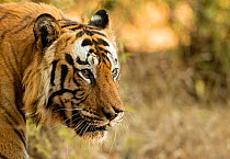Male Bengal tiger (Panthera tigris tigris), Bandhavgarh National Park, India, February.
