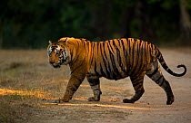 Male Bengal tiger (Panthera tigris tigris) walking, Bandhavgarh National Park, India, February.