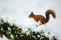 Red squirrel (Sciurus vulgaris) in the snow, Dumfries, Scotland, UK, January.