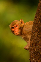 Rhesus macaque (Macaca mulatta) peering round the side of a tree, Bandhavgarh National Park, India, February.