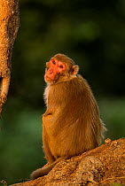 Rhesus macaque (Macaca mulatta) looking over shoulder, Bandhavgarh National Park, India, February.