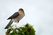 Adult male Sparrowhawk (Accipiter nisus) perched on a tree stump, Dumfries, Scotland, UK, January.