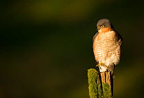 Adult male Sparrowhawk (Accipiter nisus) on a post in late evening light, Dumfries, Scotland, UK, February.