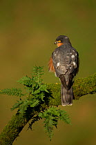 Adult male Sparrowhawk (Accipiter nisus) perched on a branch, Dumfries, Scotland, UK, February.