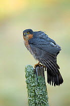 Adult male Sparrowhawk (Accipiter nisus) perched on a moss covered post, Dumfries, Scotland, UK, February.