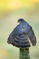 Adult male Sparrowhawk (Accipiter nisus) stretching its wings, Dumfries, Scotland, UK, February.