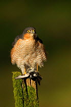 Adult male Sparrowhawk (Accipiter nisus) plucking prey on post, Dumfries, Scotland, UK, February.